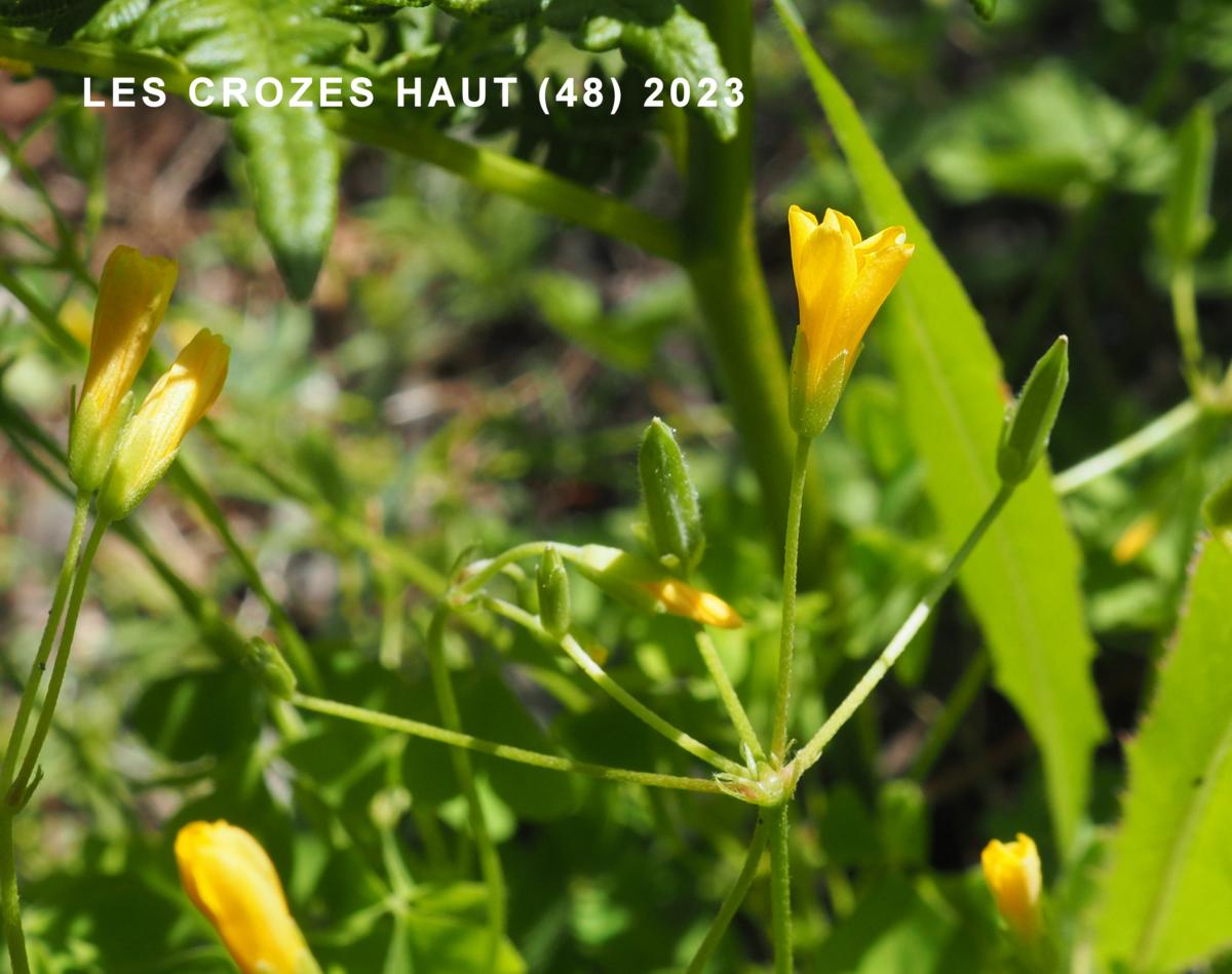 Sorrel, Upright yellow flower